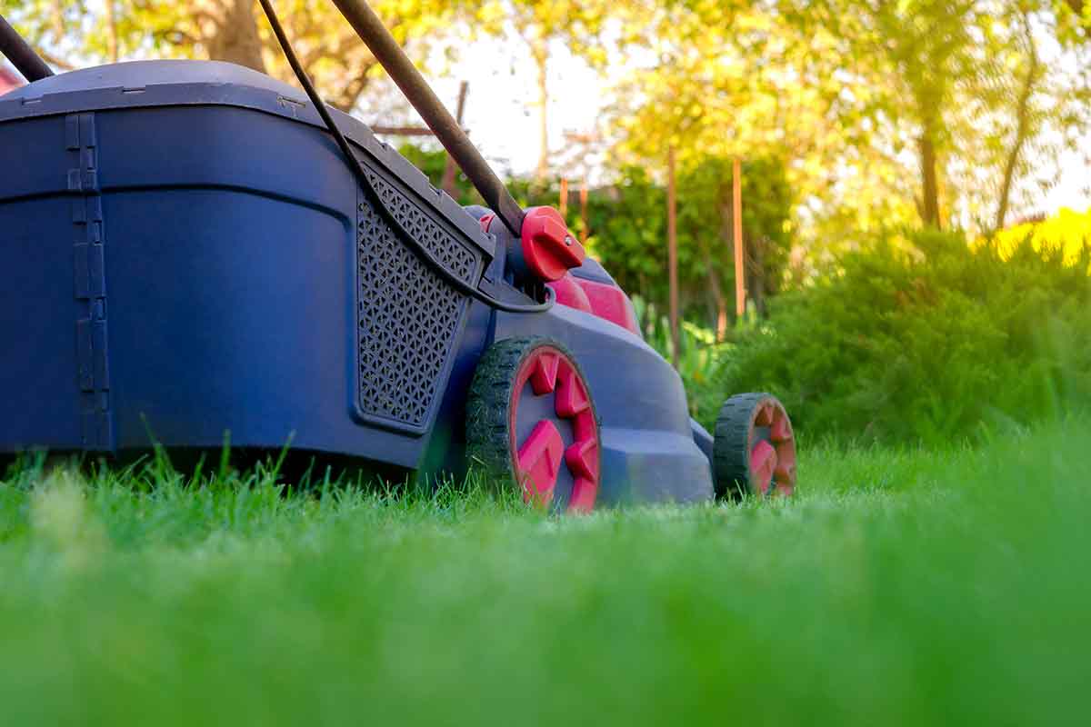 Give Your Grass a Head Start The Howto’s of Lawn Scalping Best Pick